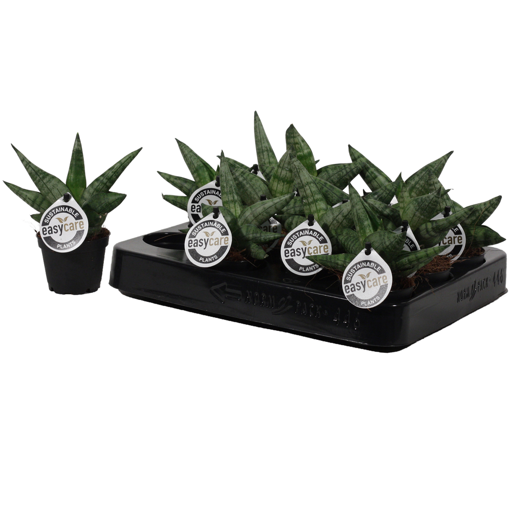 Sansevieria Boncellensis 6 cm.