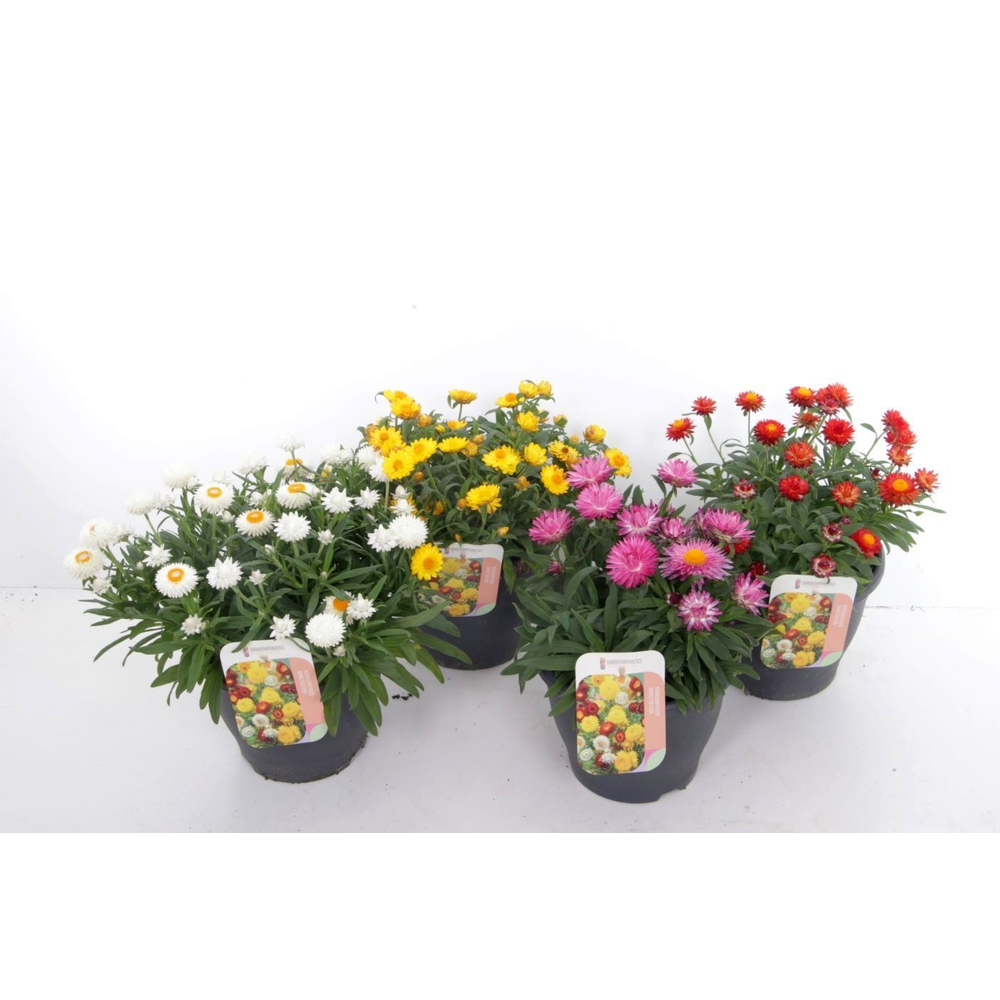 Xerochrysum bracteatum mix.