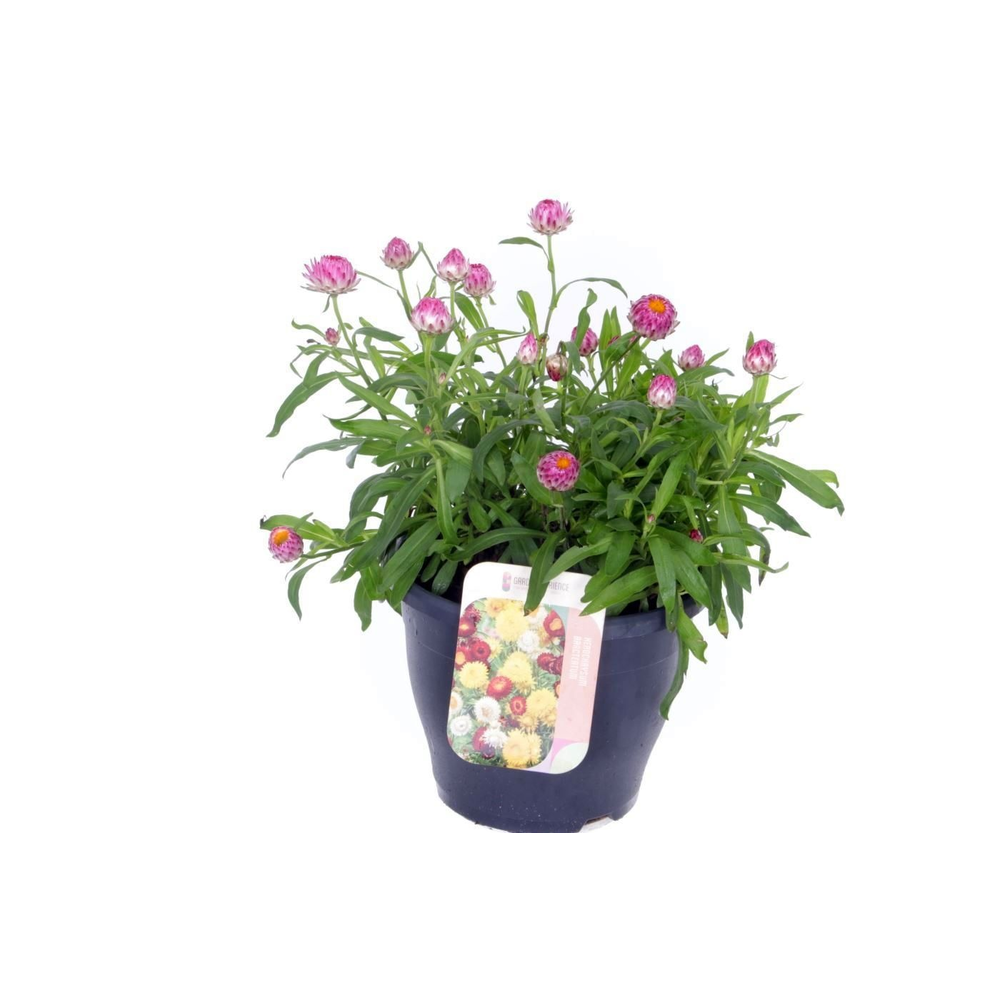 Xerochrysum bracteatum mix.