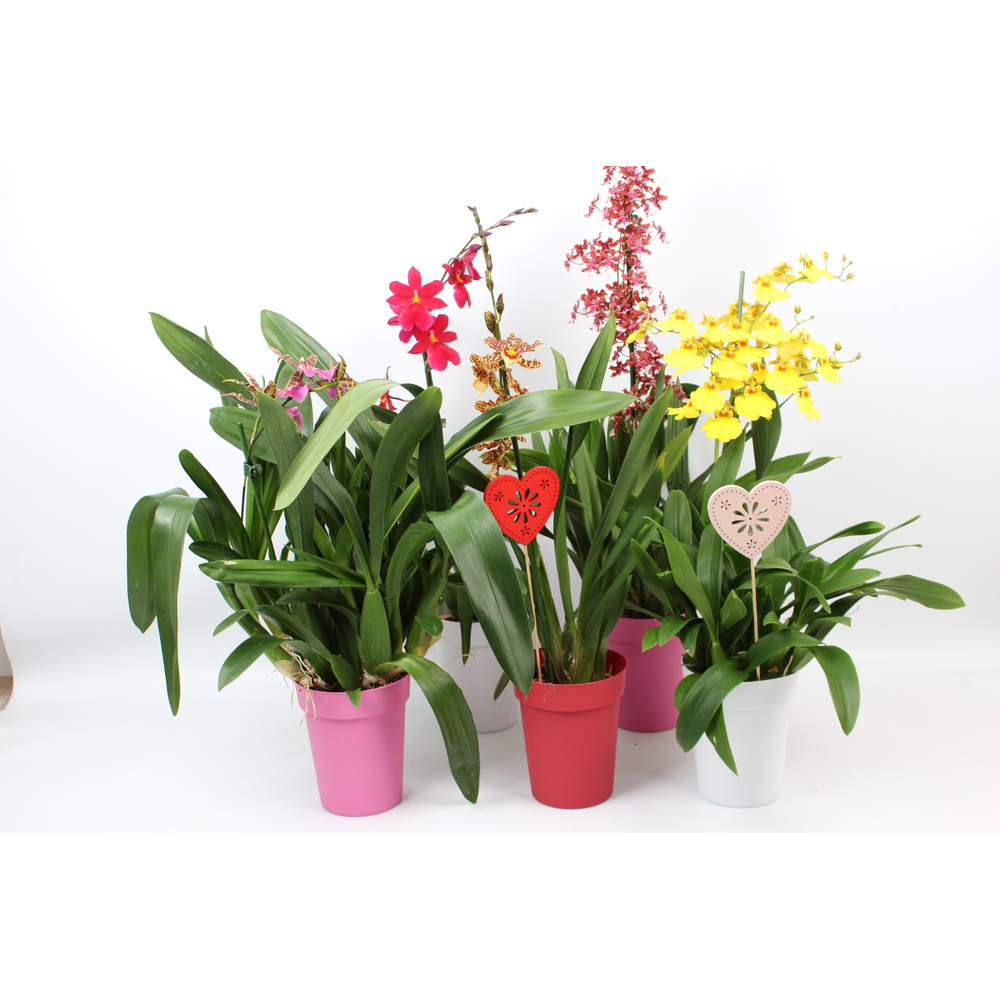 Moederdag mix 1 tak met gekleurde pot en een hartj.