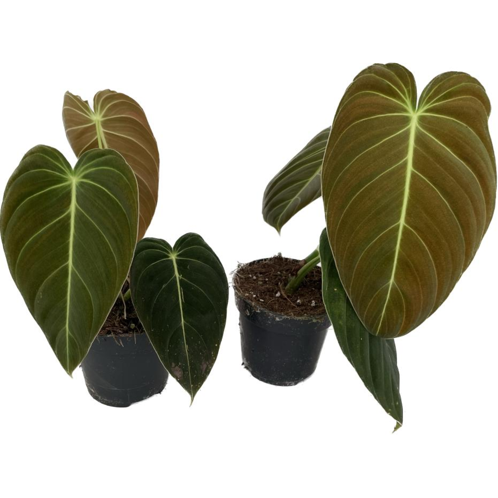 Philodendron melanochrysum p12.