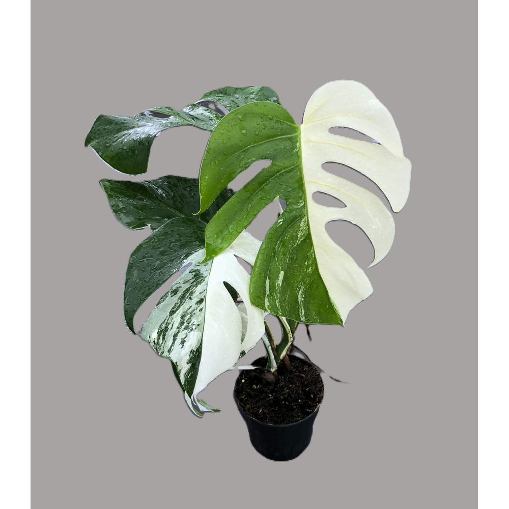 Monstera variegata "Half Moon" 12cm.