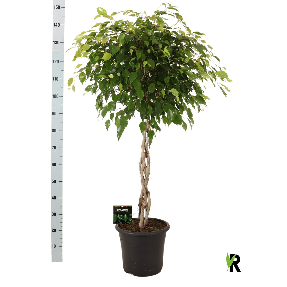 Ficus benj. Exotica gevlochten stam in sierpot.