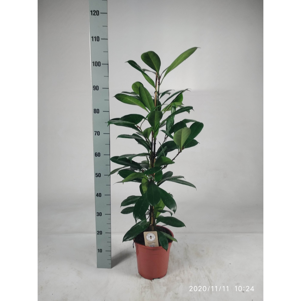 Ficus cyathistipula 105cm.