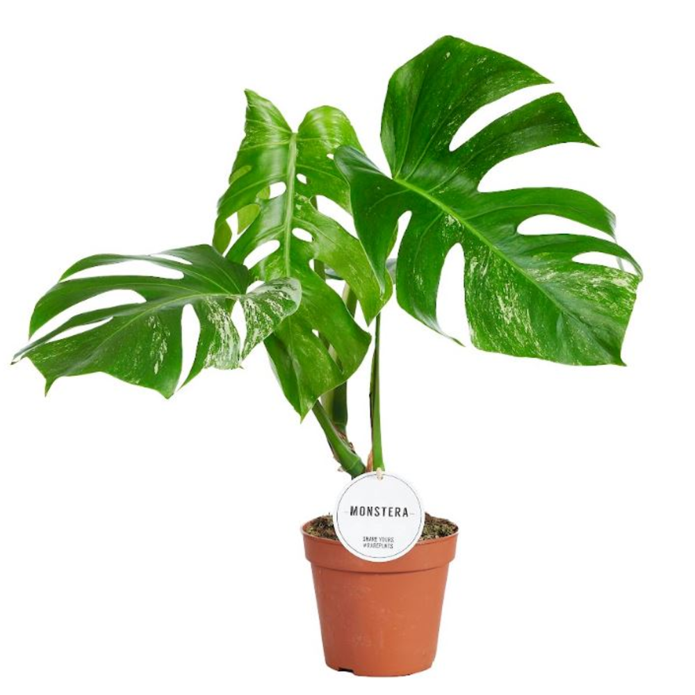 Monstera Deliciosa Variegata B.