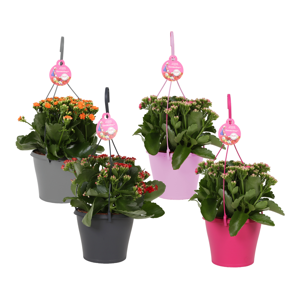 Kp-690.1 - Kalanchoe Gardenlina 15cm in hangpot.