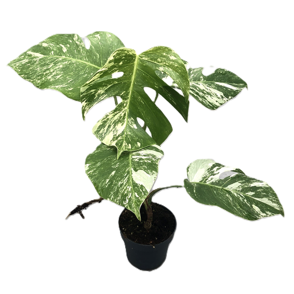 Monstera variegata (middel bont) 12cm.
