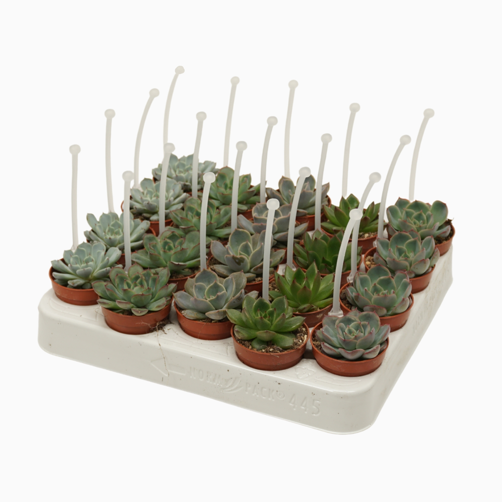 Echeveria mix 5,5 cm met picker.