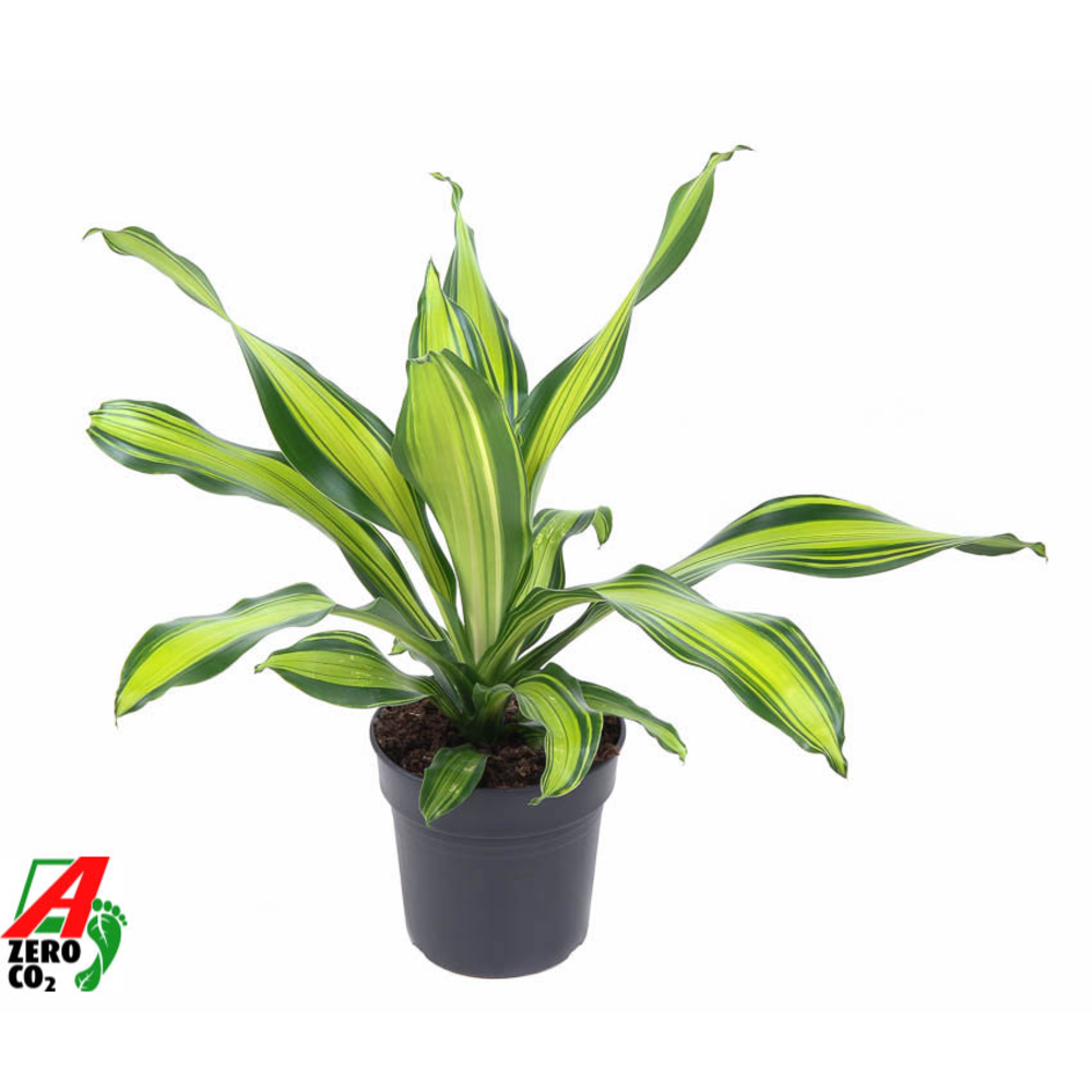 Dracaena Charley kopstek P19.