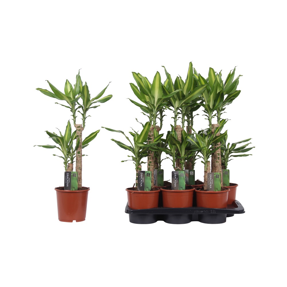 Dracaena Mass Coast, 17 cm pot.