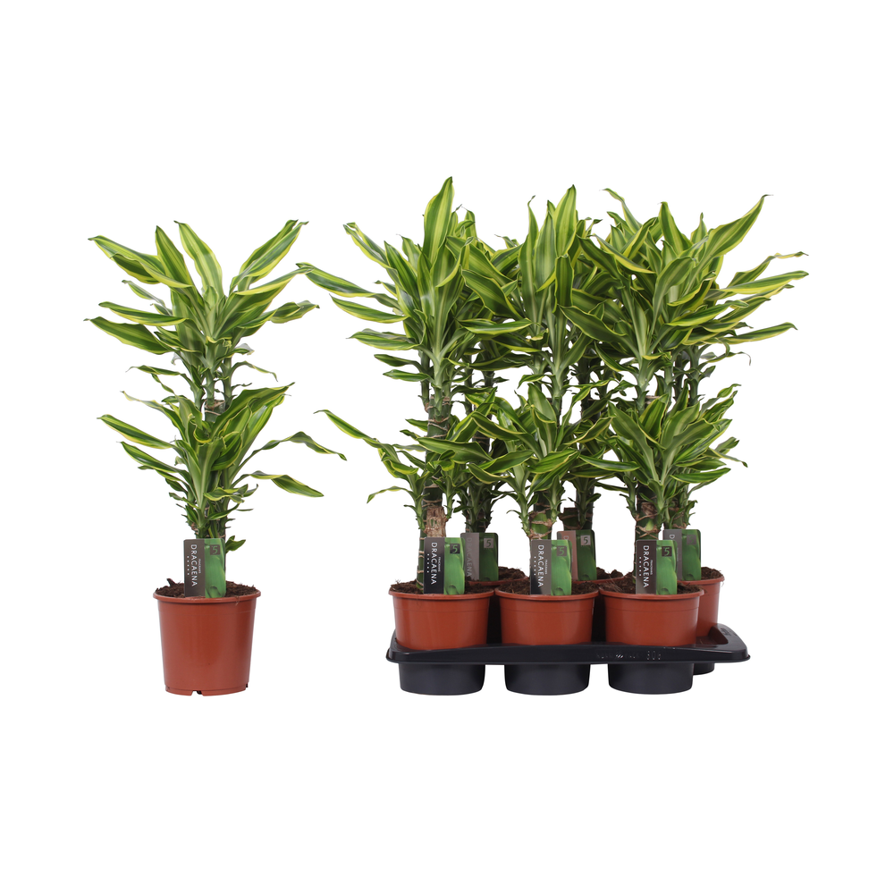 Dracaena Golden Queen, 17 cm pot.