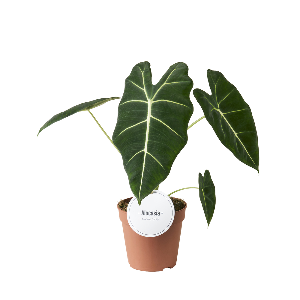 Alocasia Frydek.