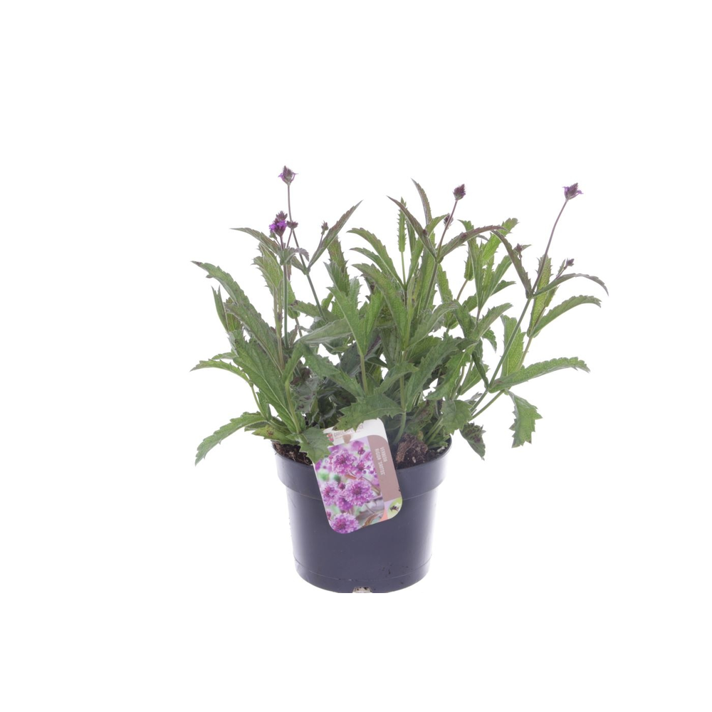 Verbena rigida Santos.