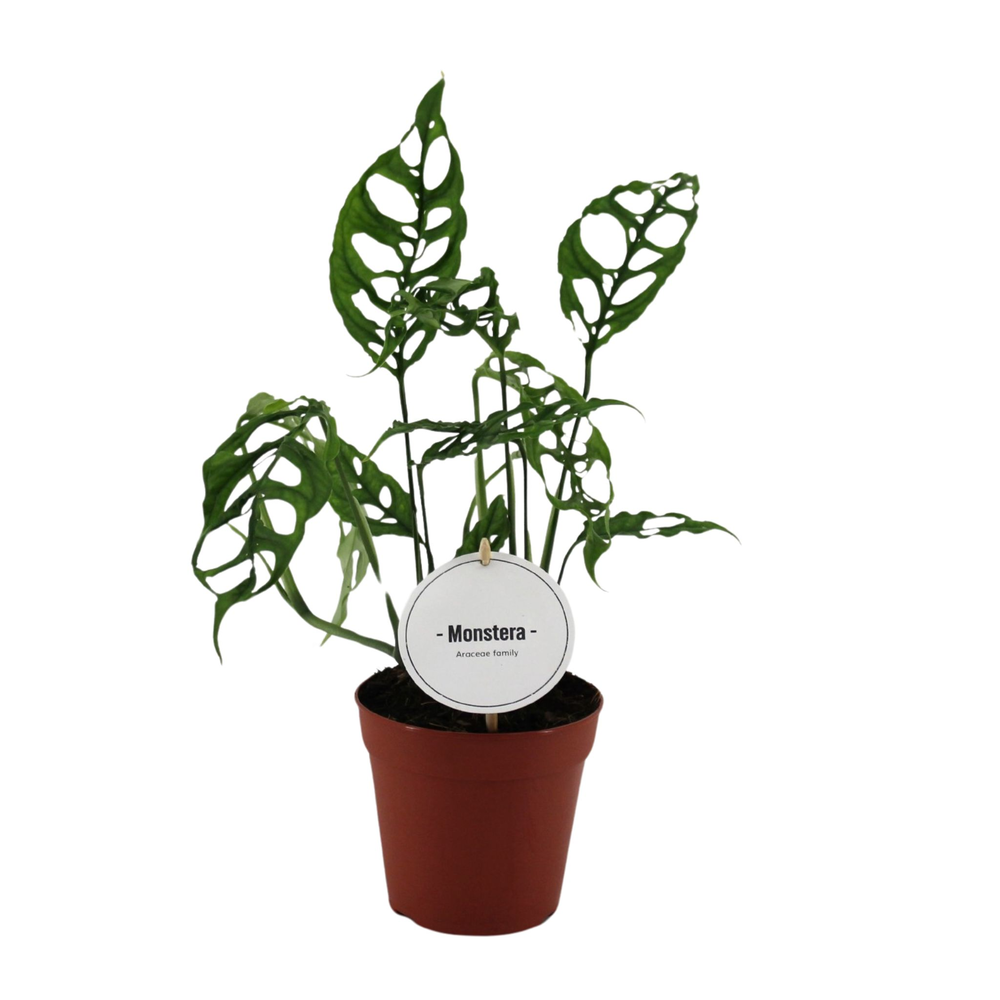 Monstera Obliqua Peru.