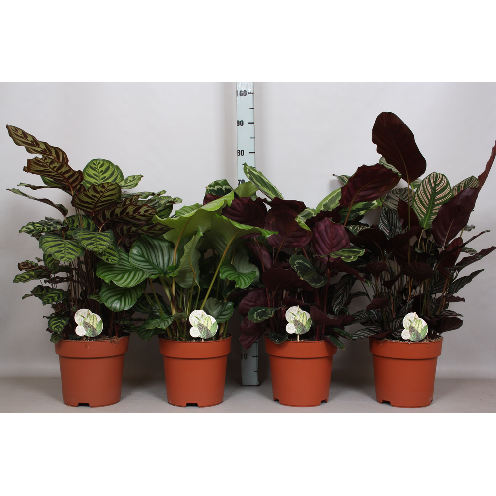 Calathea Mix 4 srt: Ornata, Medaillon, Makoyana, O.