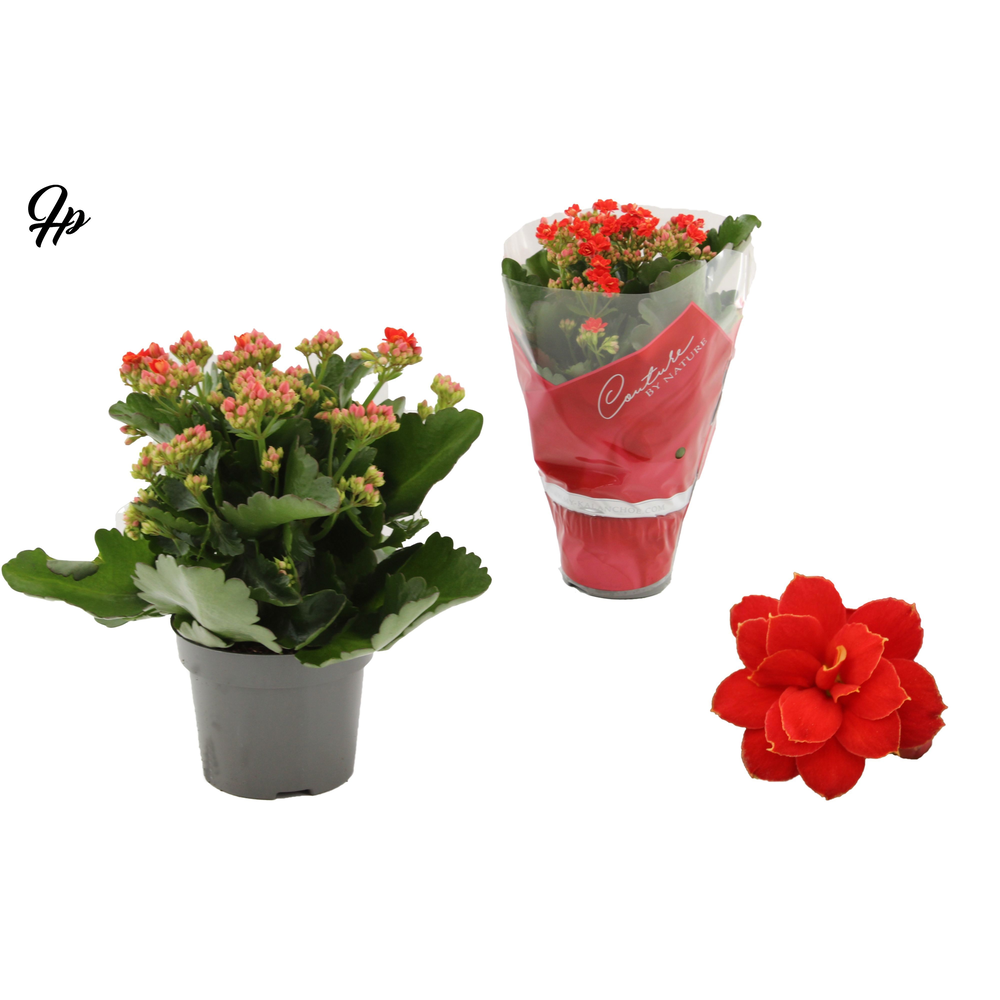 Kalanchoë Perfecta Red in Couture sleeve red.
