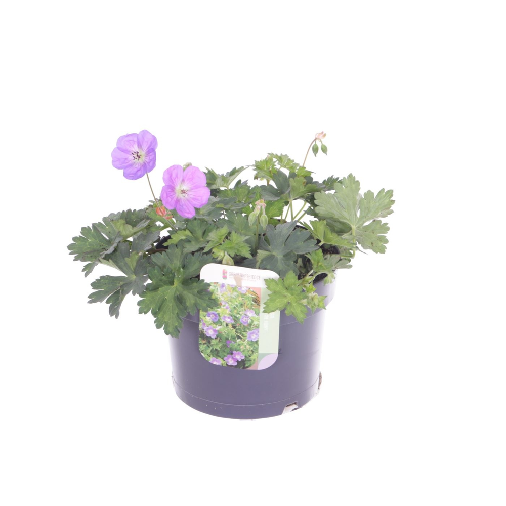 Geranium Bloom Me Away.