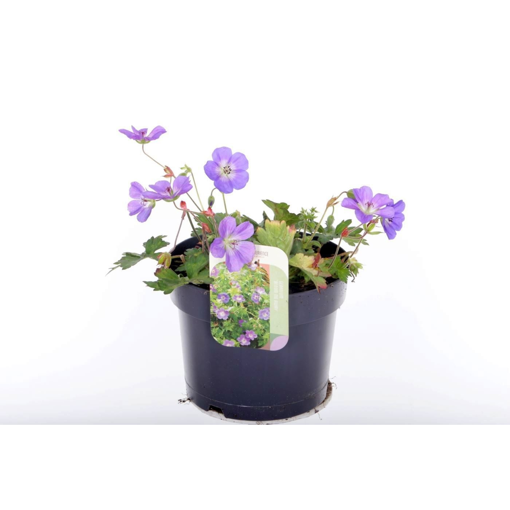 Geranium Bloom Me Away.