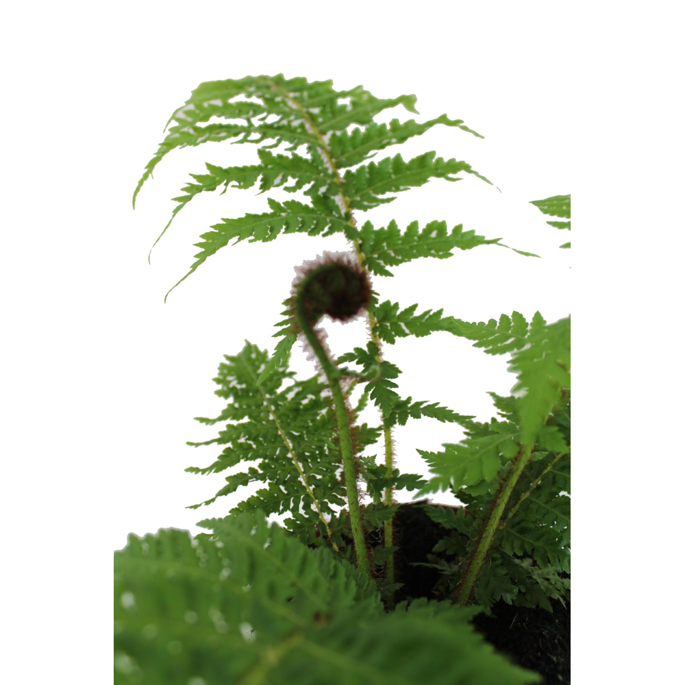 Cyathea Cooperii (Australian Tree Fern).