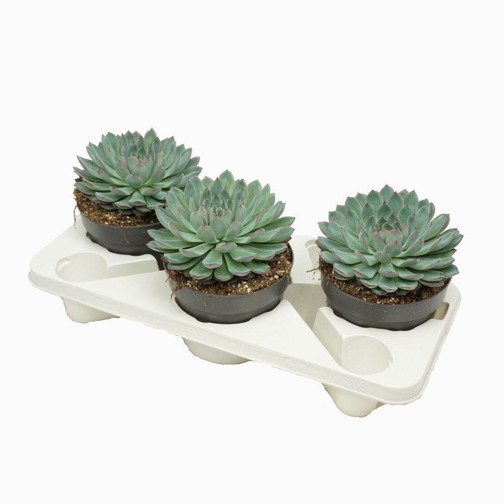 Echeveria apus 17 cm.