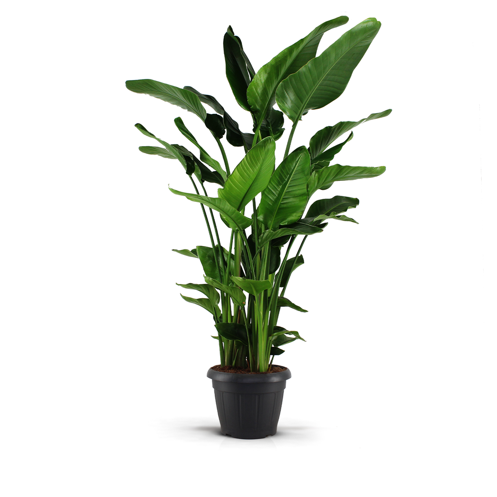 Strelitzia Nicolai 35 XXL 9 stekken.