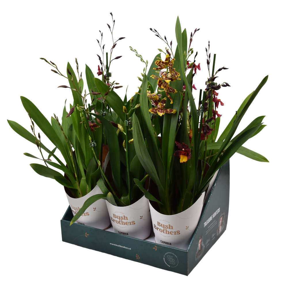 Cambria 3 tak 12 cm in Bush Brothers showdoos met .