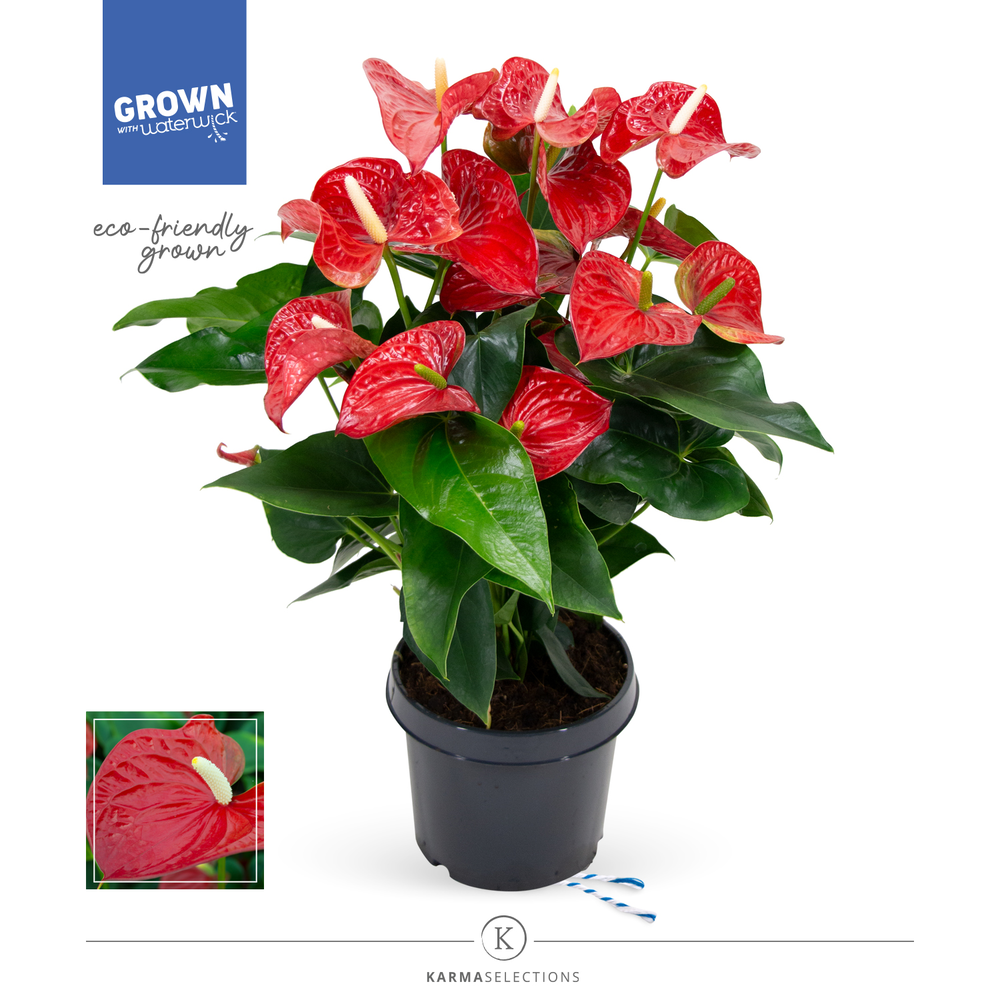 Mimesis Anthurium KARMA Red - 21 cm.