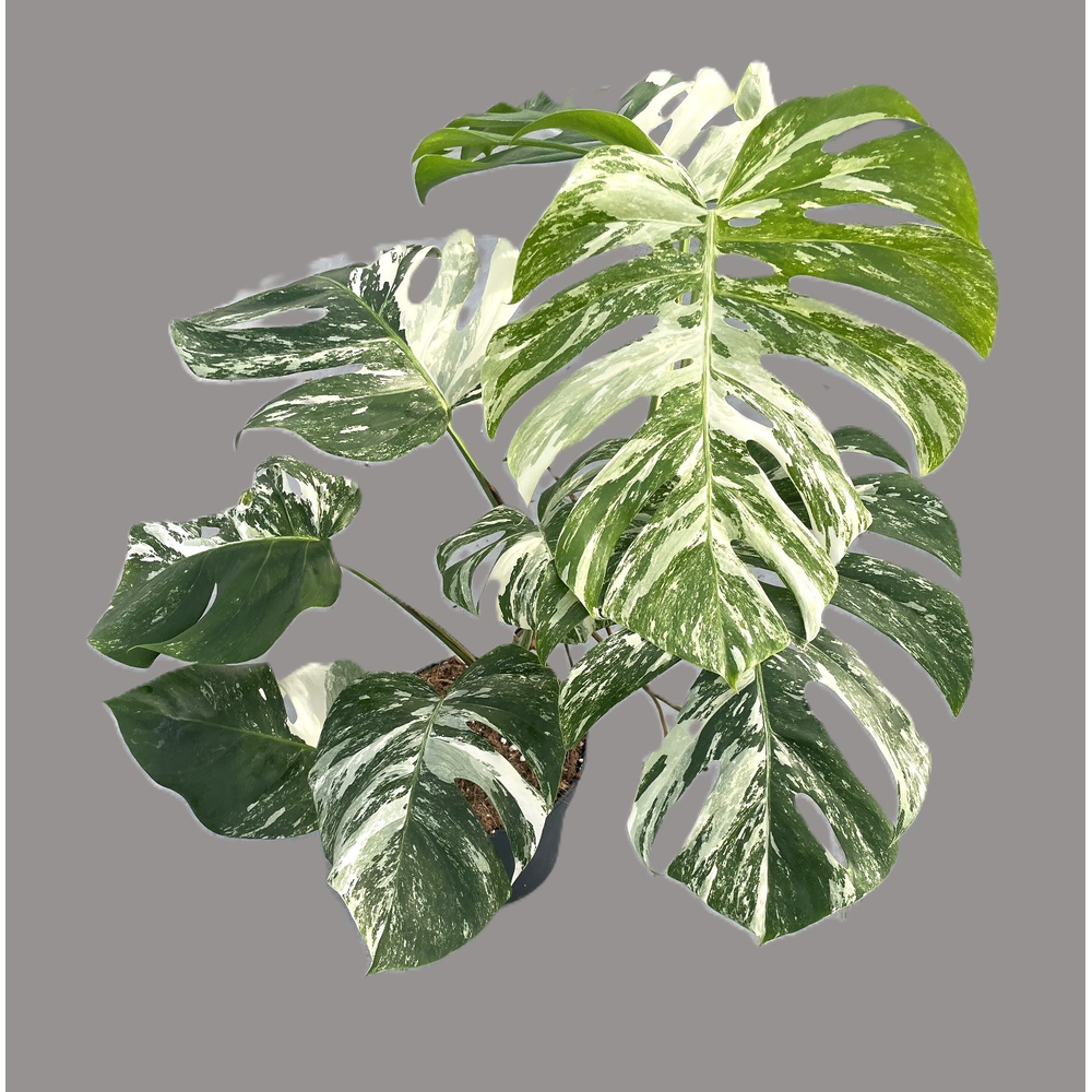 Monstera deliciosa variegata (hoog bont) p21.