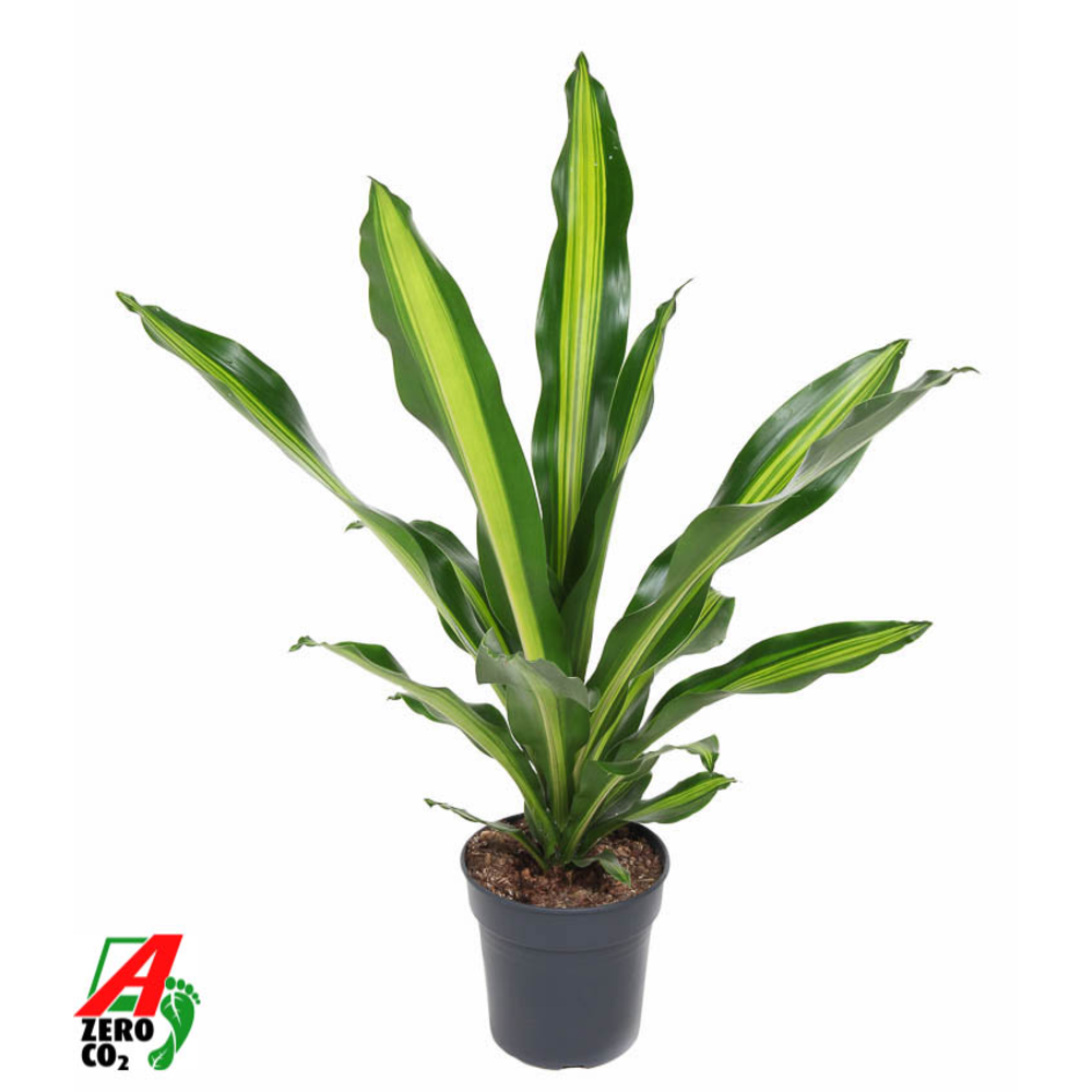 Dracaena Burley kopstek P21.