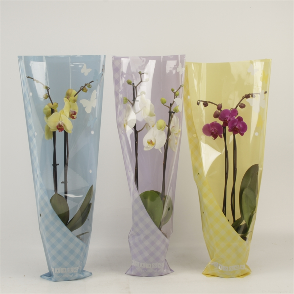 Phalaenopsis gemengd 2 tak gemengd in vlinder zome.