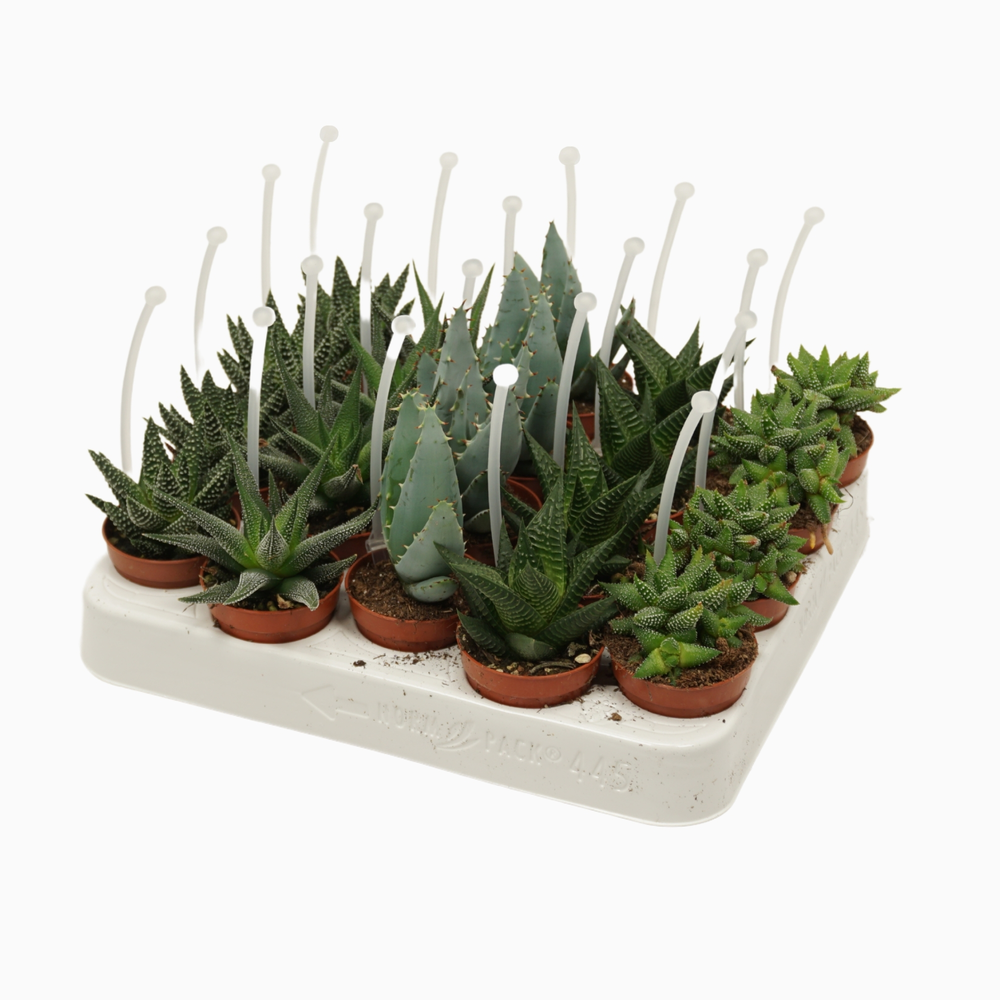 Aloë/Haworthia mix 5,5 cm met picker.
