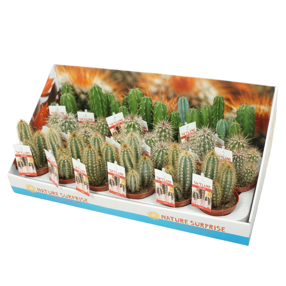 Cereus skyline 8,5 cm met etiket.