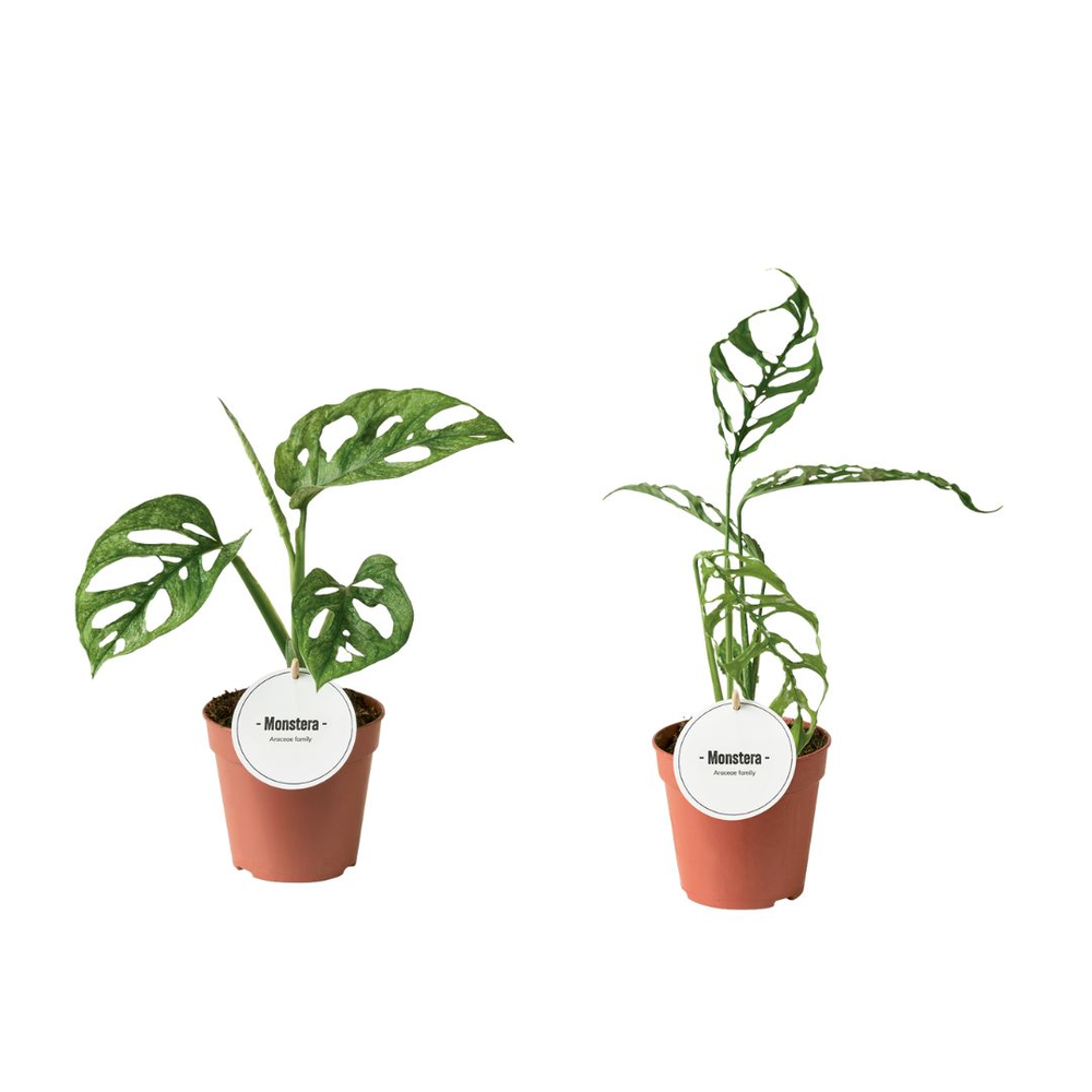 Monstera Mix.