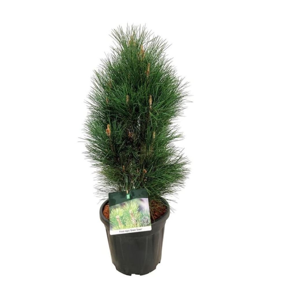 Pinus nigra 'Green Tower'.