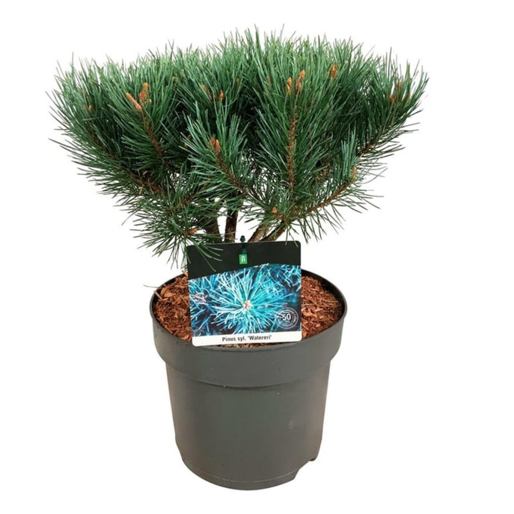 Pinus sylv. 'Watereri'.