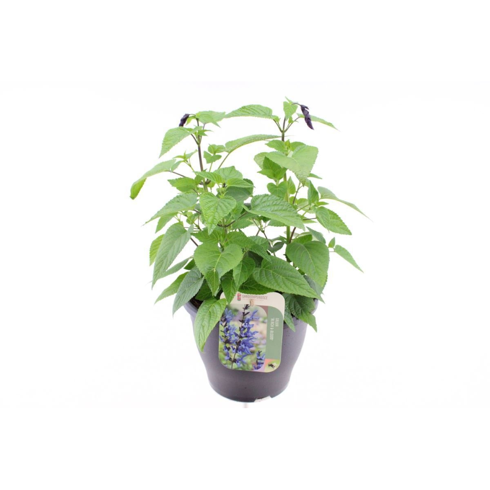 Salvia hybr. Black & Bloom.
