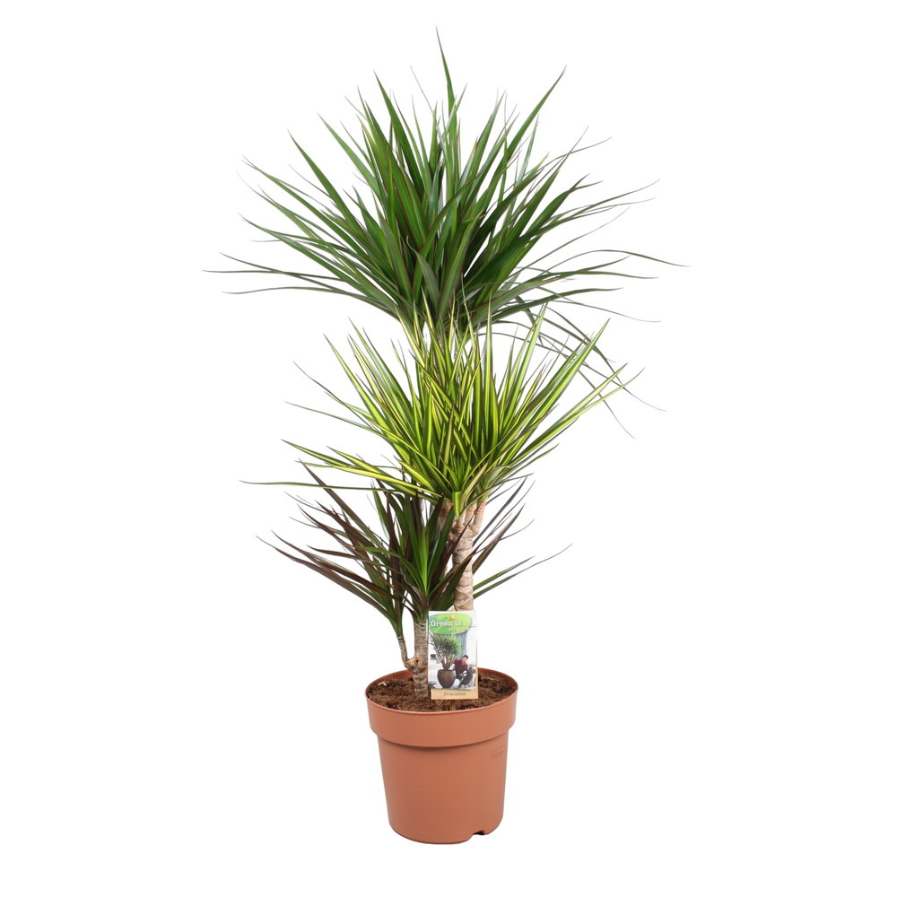 Dracaena Carnaval 60-30-15 (Marginata, Sunray, Mag.