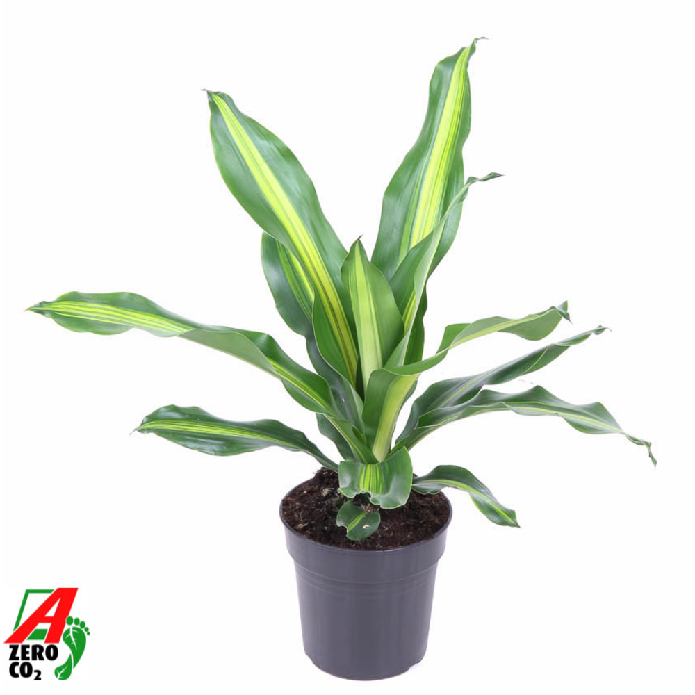 Dracaena Burley kopstek P17.