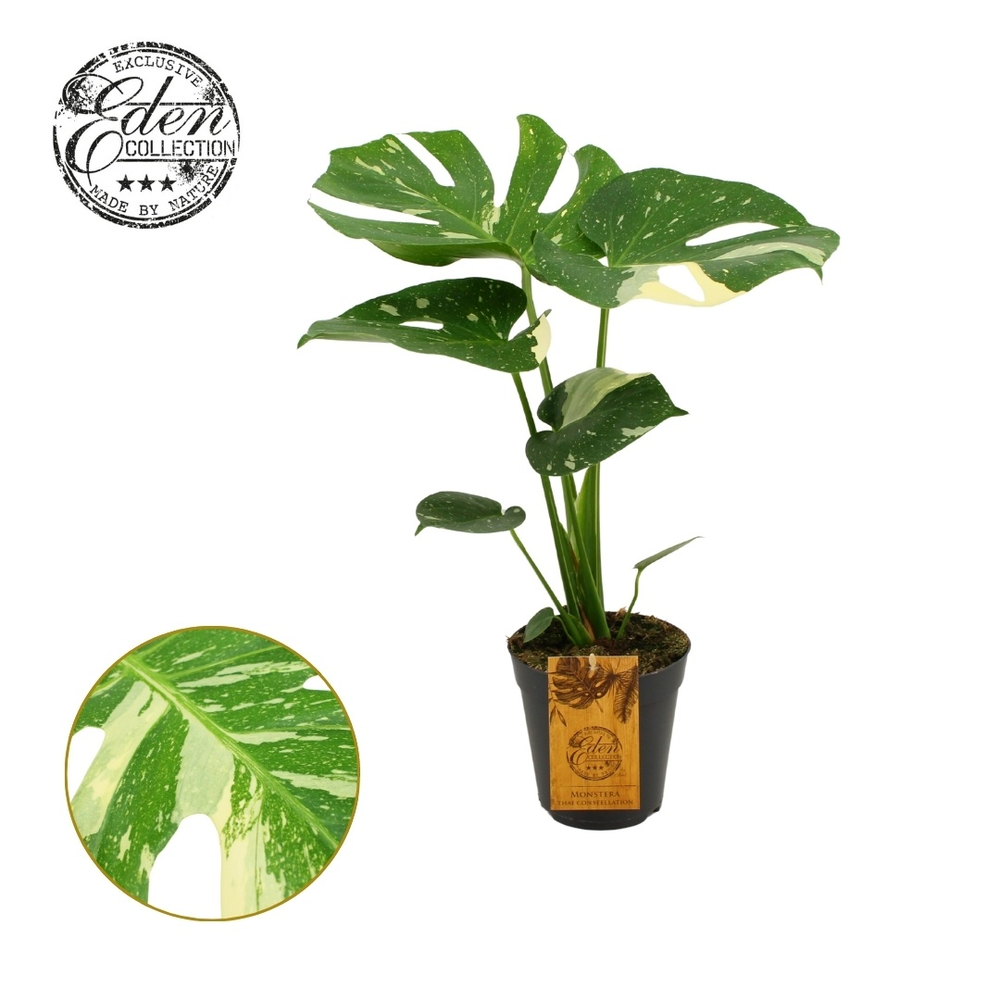 Monstera Thai constellation 15cm.
