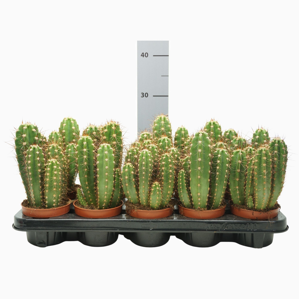 Neocardenasia herzogiana 10,5 cm.