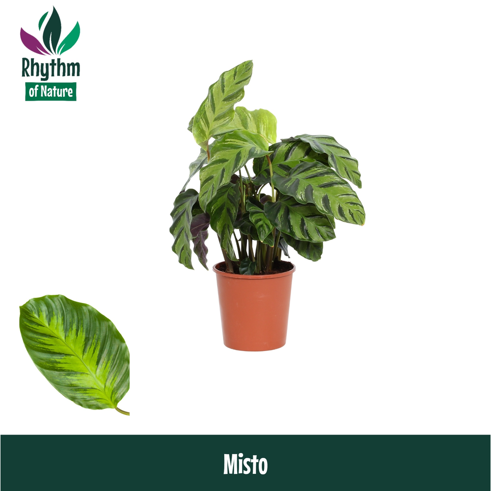 Calathea 12cm Misto Rhythm of Nature.