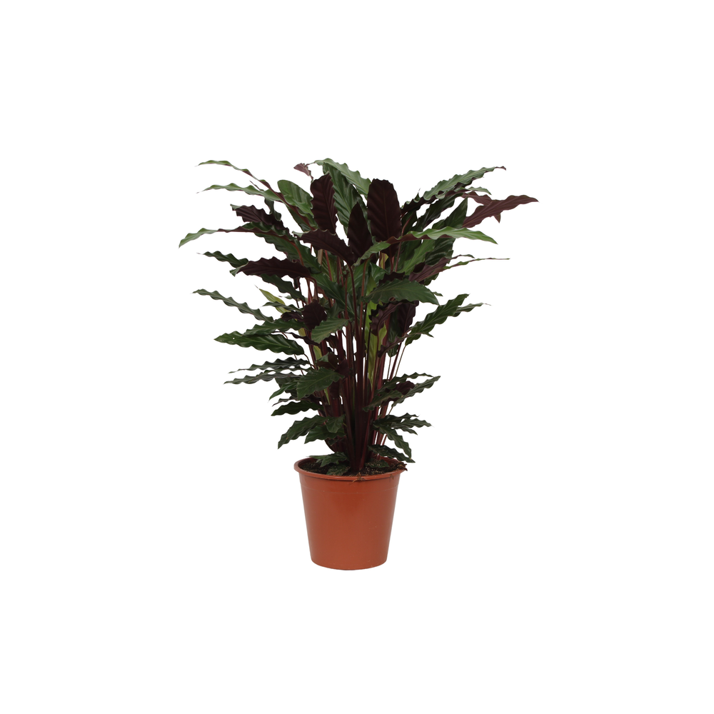 Calathea 19cm Wavestar Rhythm of Nature zonder hoe.