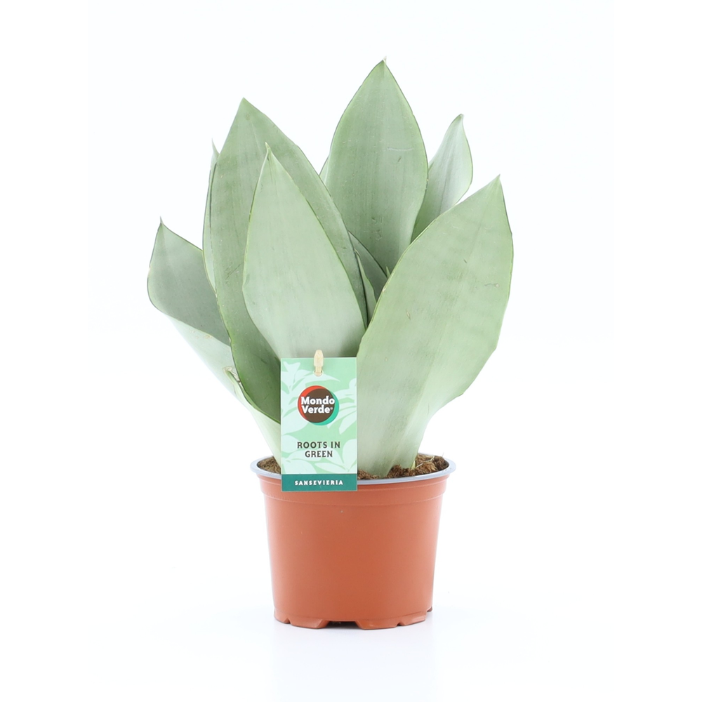 Sansevieria Moonshine.