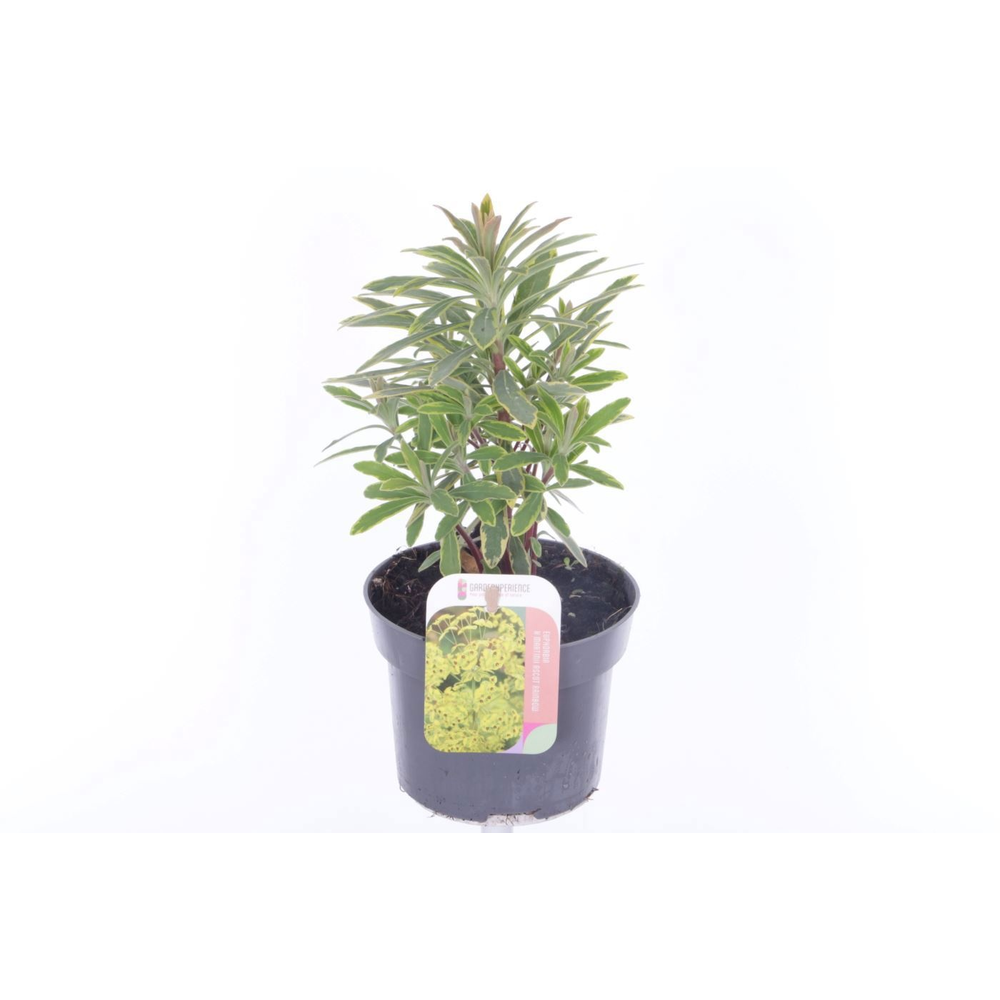 Euphorbia martinii Ascott Rainbow.