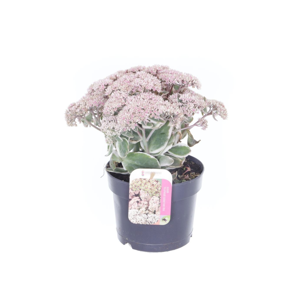 Sedum telephium La Vie en Rose.