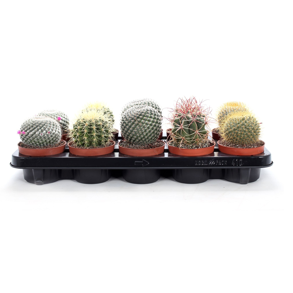 Cactus canarias 10,5 cm.