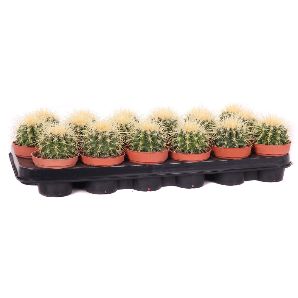 Echinocactus grusonii 8,5 cm.