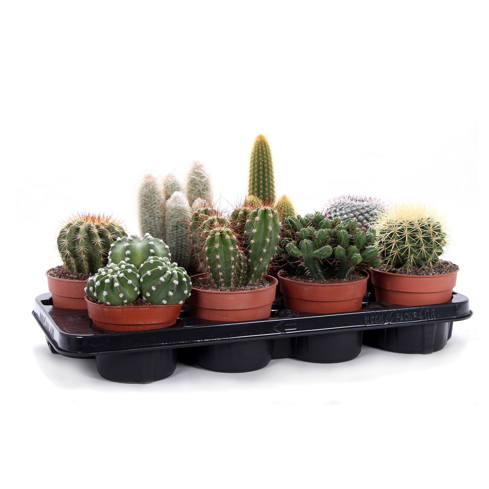 Cactus canarias 12 cm.