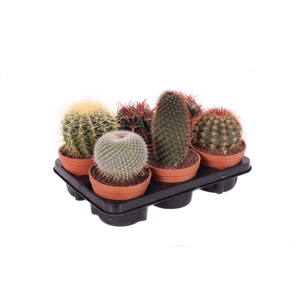 Cactus canarias schaal 13 cm.