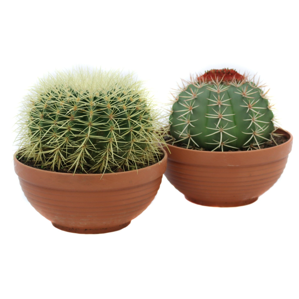 Cactus canarias schaal 23 cm.